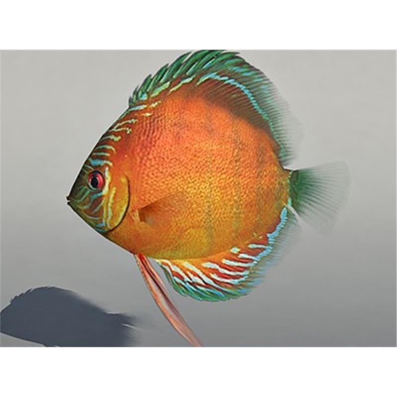 Symphysodon red alenqer - imagine 4